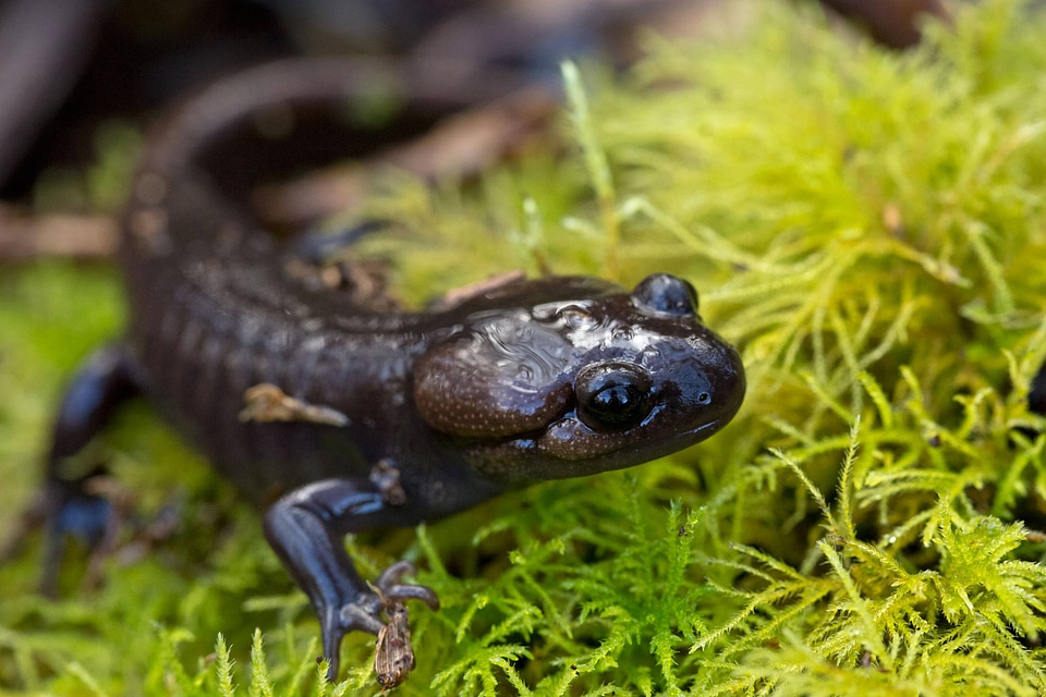 Northwestern Salamander 