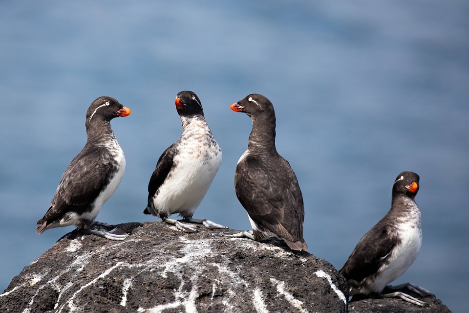Parakeet auklets perched on rocks-5