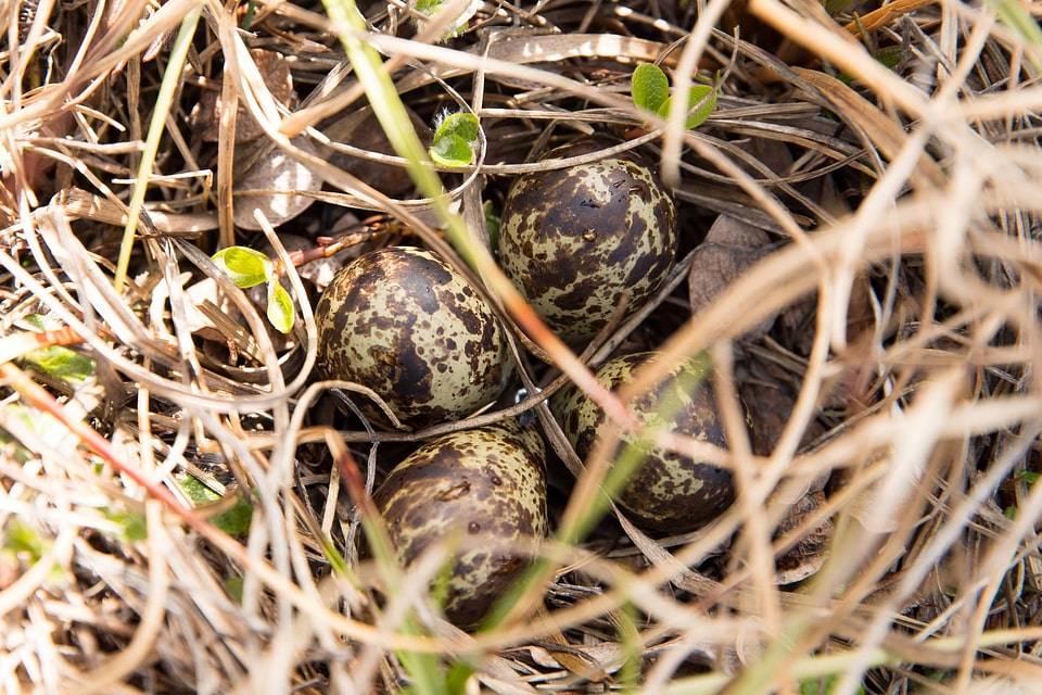 Semipalmated Sandpiper nest