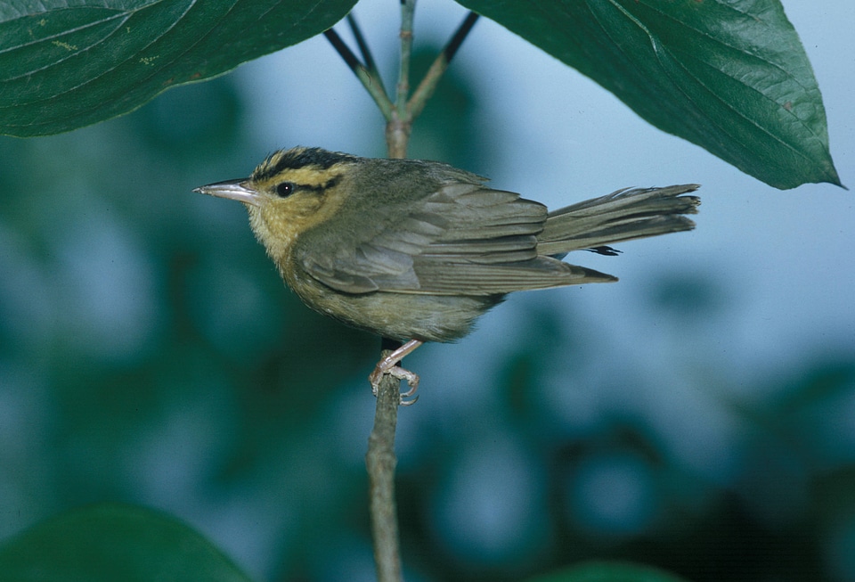 Worm-eating warbler
