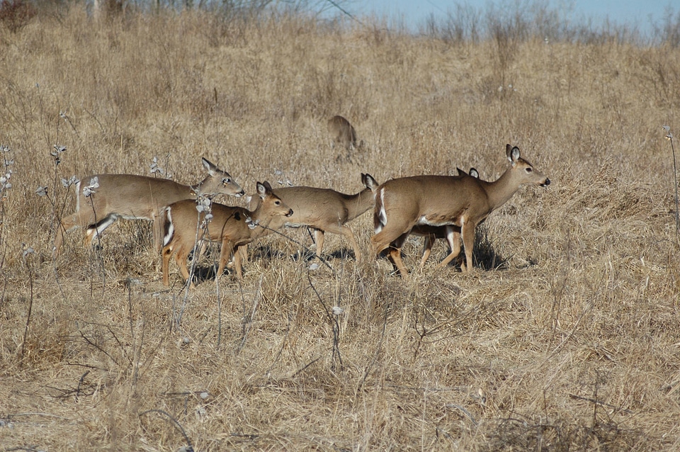 Herd of White-tailed Deer-2