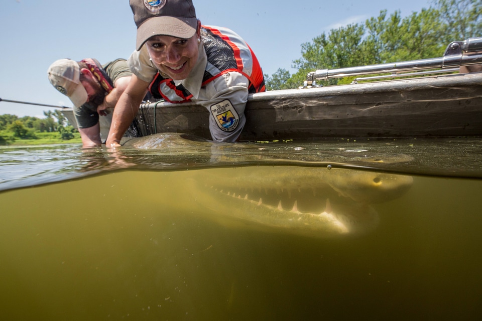 Alligator gar-1