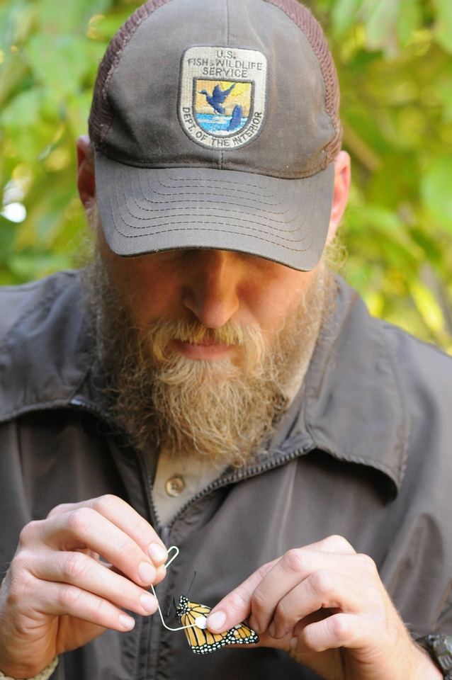 USFWS biologist tags a Monarch butterfly-3