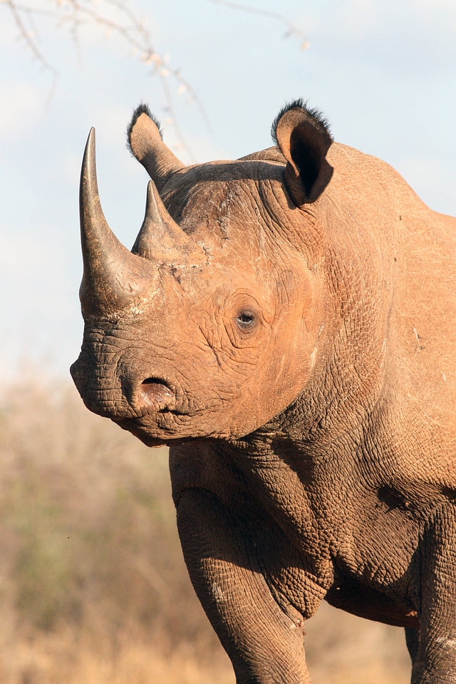 Black rhino-3
