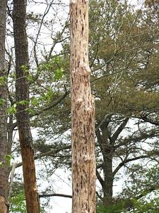 Close-up of tree affected by Southern Pine Beetles-1