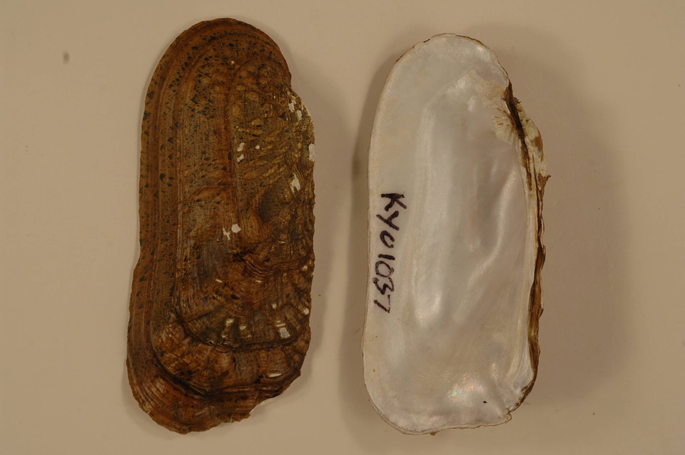 Theliderma cylindrica-1