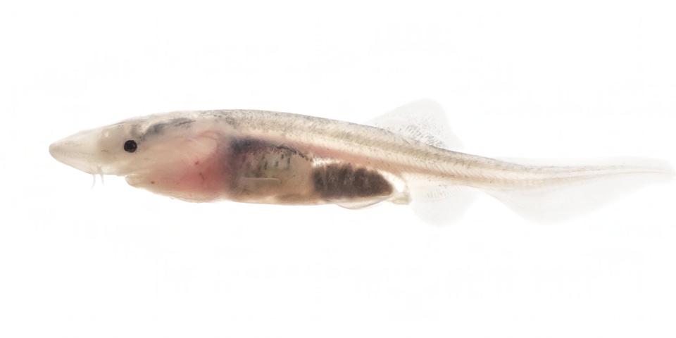 American paddlefish -2