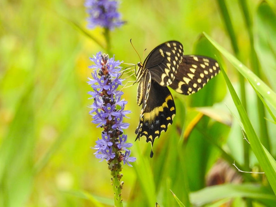 Palamedes Swallowtail on a wildflower