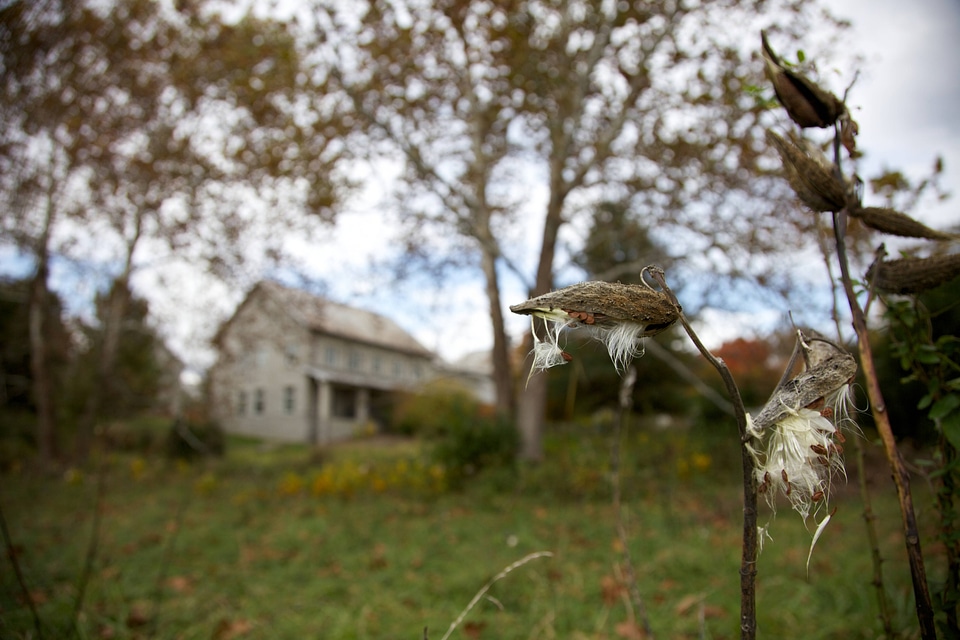 Milkweeds along hill by building