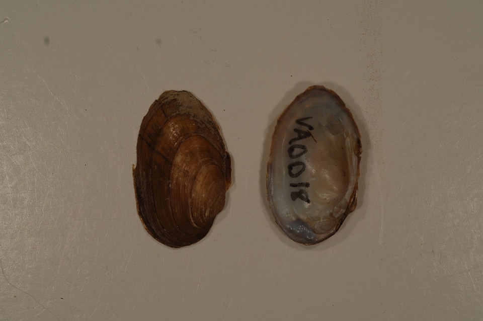 Villosa iris-7