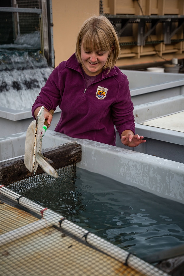 Biologist measures water velocity in a flume-9