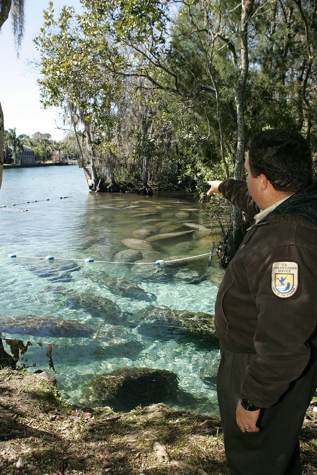 Florida manatee-1