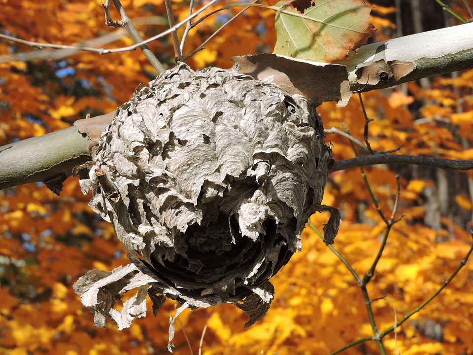 Wasp nest in Autumn-2