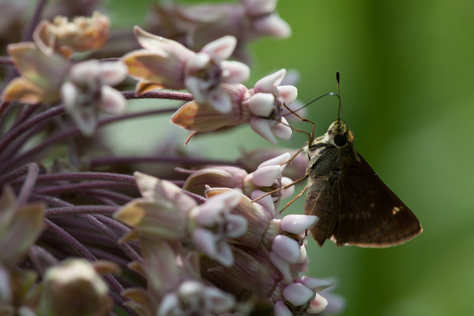 Skipper butterfly feeds on milkweed-3
