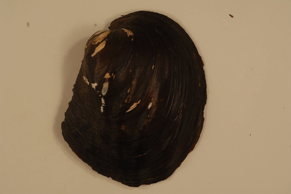 Amblema plicata (outside)-4