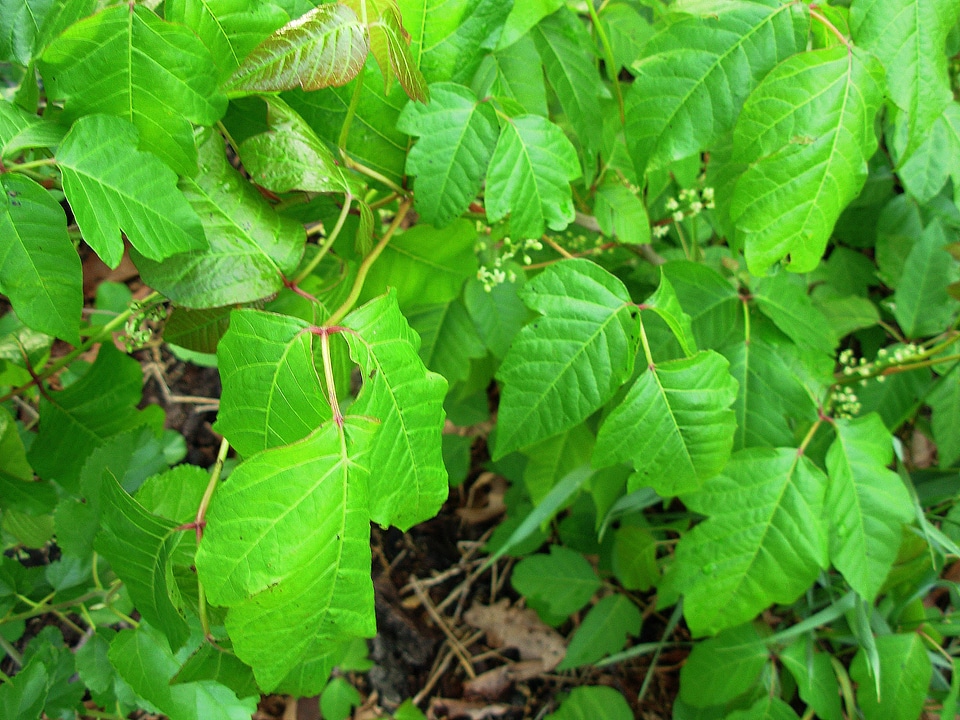 Poison ivy photo