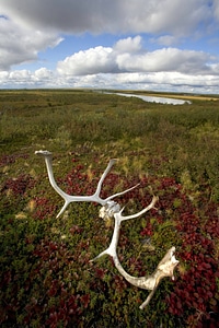 Antlers at Selawik National Wildlife Refuge photo