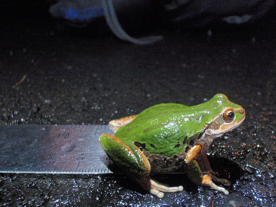 Pacific chorus frog