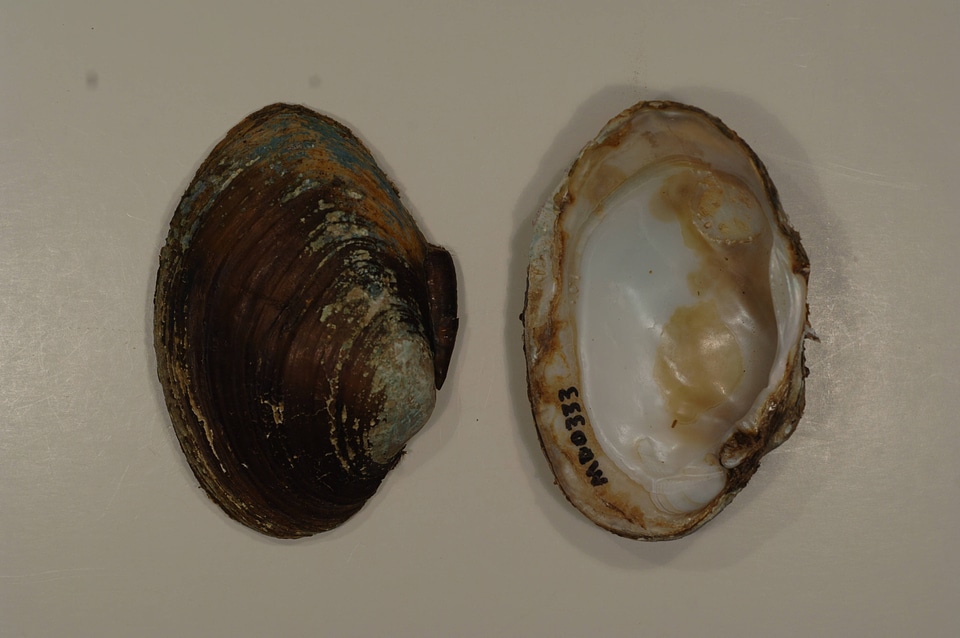 Lampsilis sp.-1