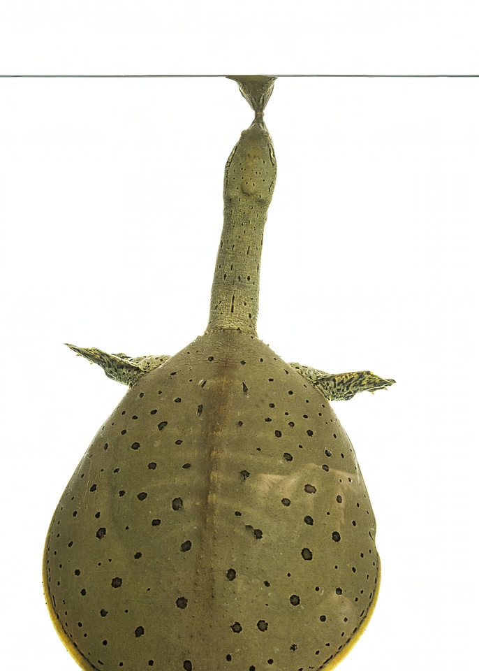 Spiny softshell turtle-1