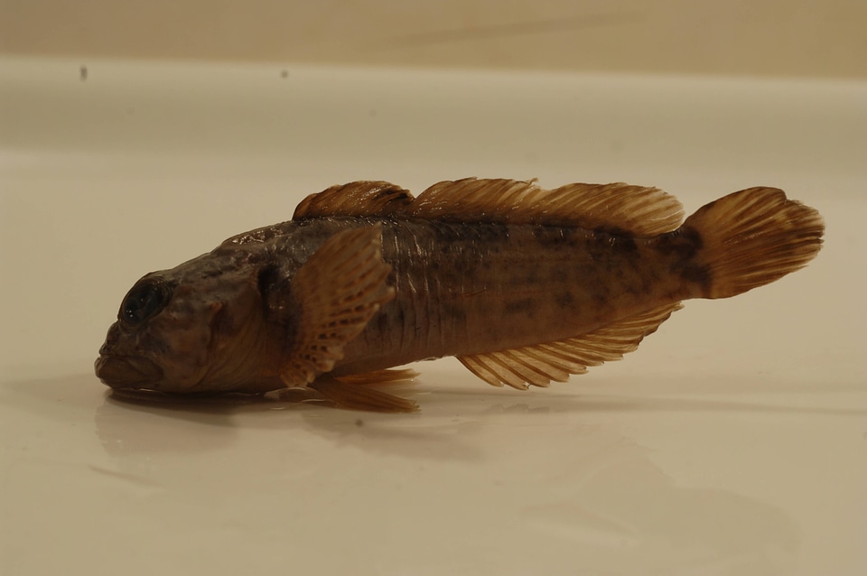 Cottus klamathensis