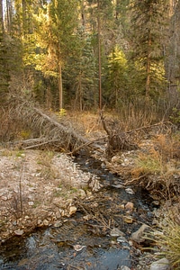 Mineral Creek in Gila National Forest-2