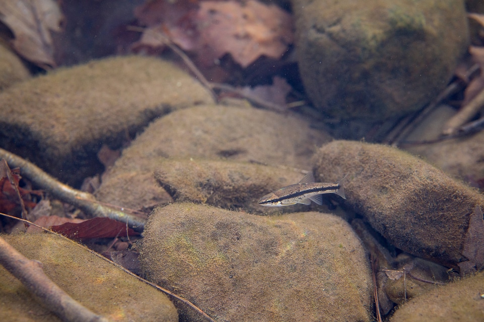 Eastern blacknose dace-1