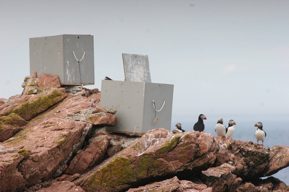 Puffins near capturing boxes