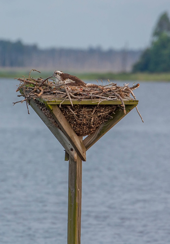 Osprey in nest platform-3