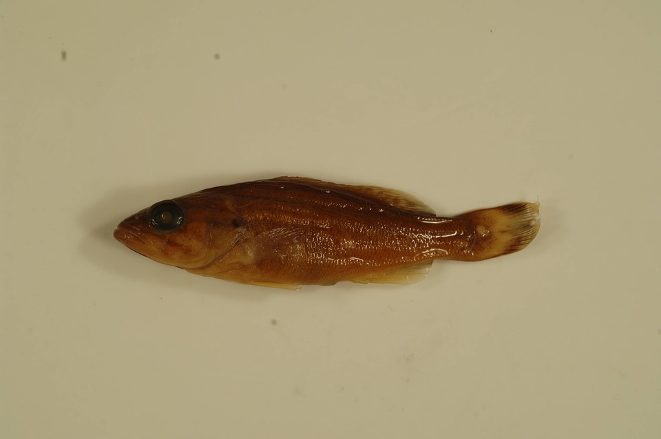 Micropterus dolomieu-6
