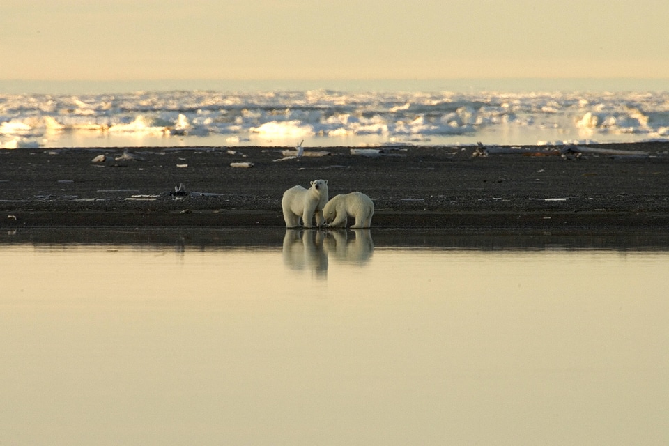 Distant view of a polar bear pair