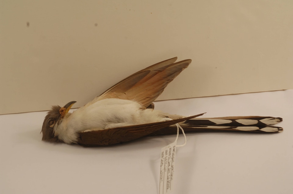 Coccyzus americanus