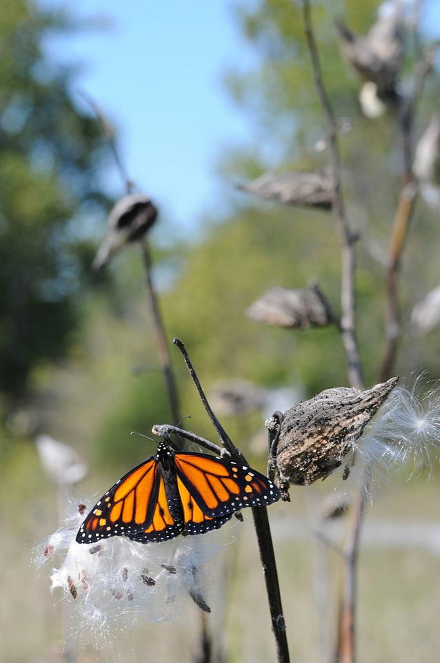 Monarch butterfly rests on milkweed pod-1