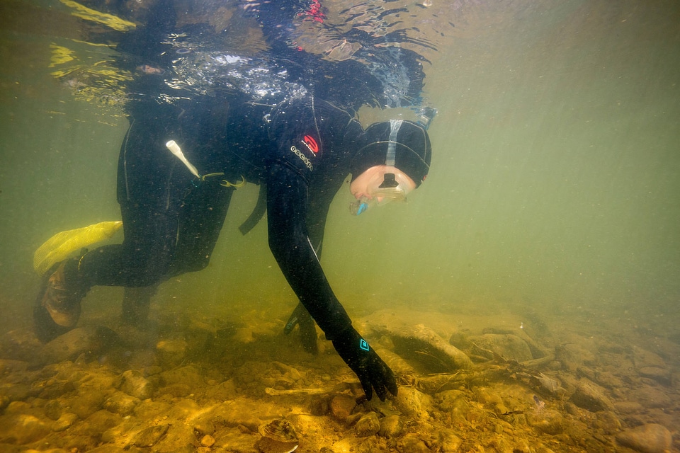 Biologist searches for freshwater mussels