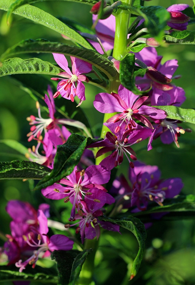Chamerion angustifolium-1