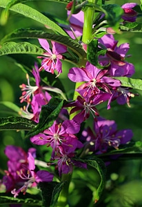 Chamerion angustifolium-1