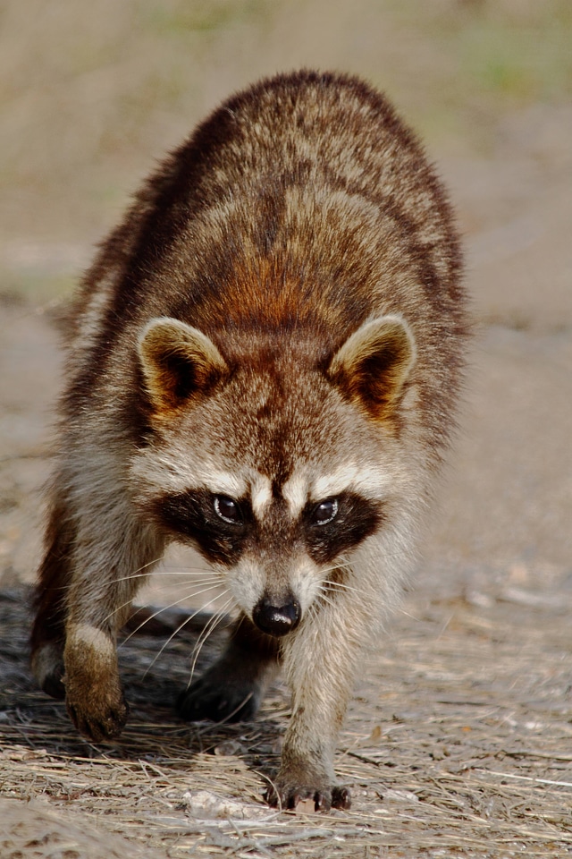 Raccoon on the move