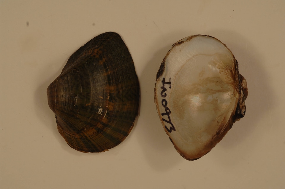 Truncilla truncata-1