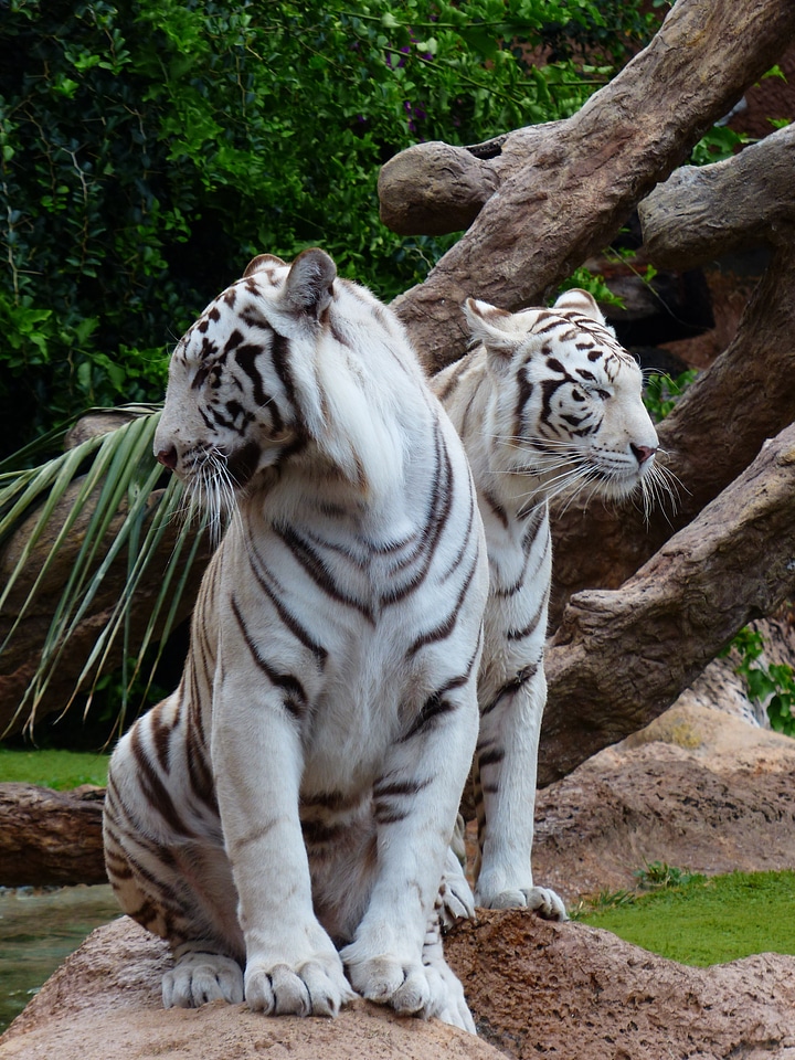 Rest males female
