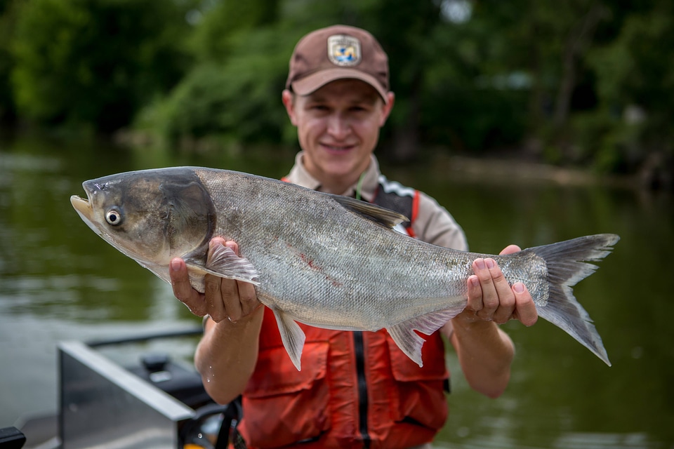 Fishery biologist with Silver carp-2
