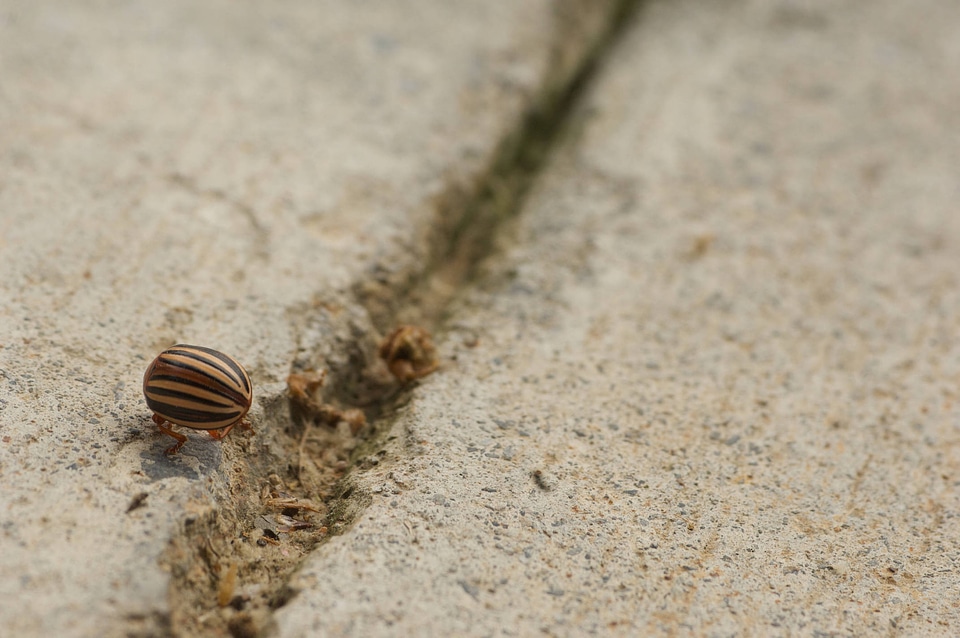 Colorado potato beetle-2