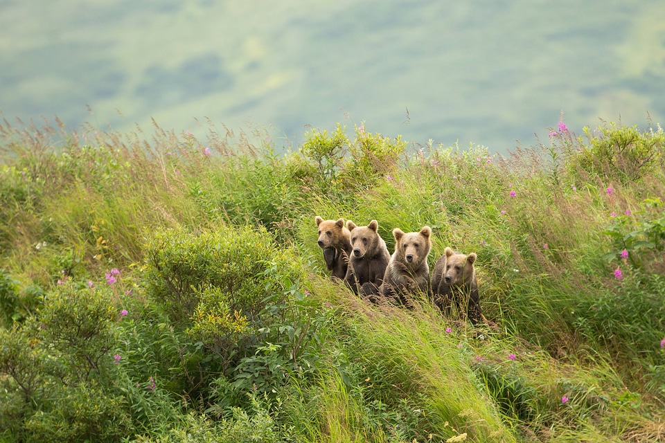 Scenic of Kodiak brown bear with cubs