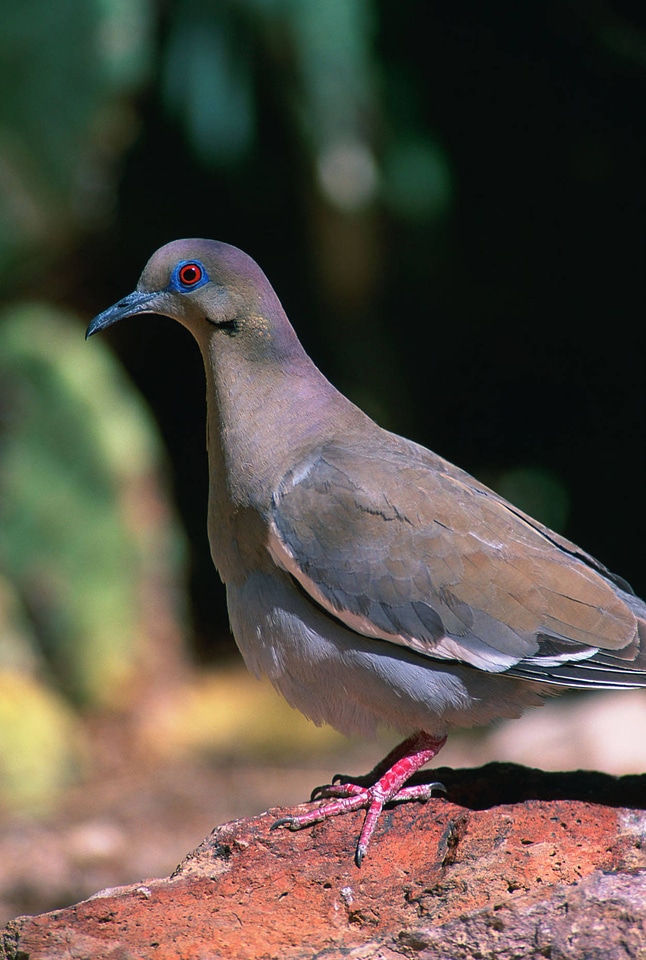 White-winged dove photo