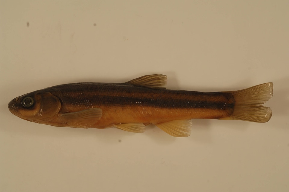 Margariscus  margarita
