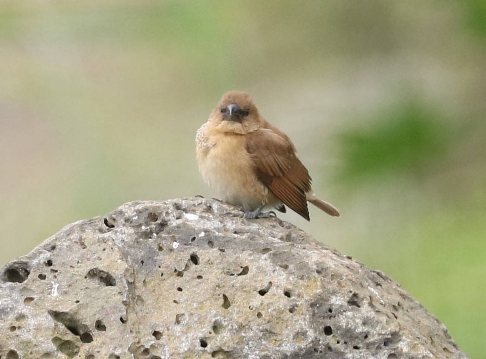 Scaly-breasted Munia