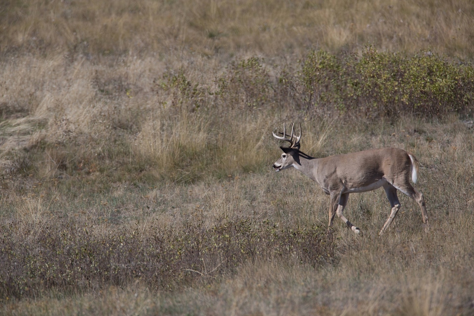 Mature buck walks in grass