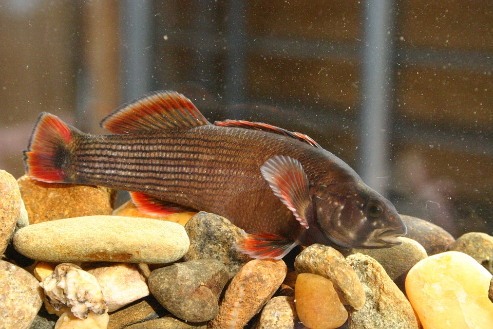 Yellowcheek darter