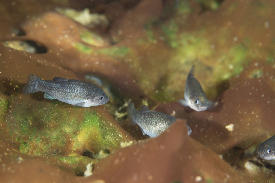 Captive Devils Hole pupfish-1
