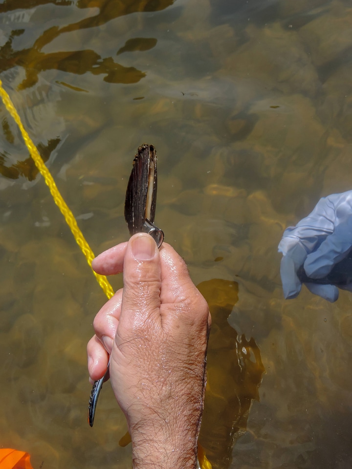 Students laying underwater transects-5