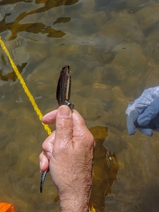 Students laying underwater transects-5